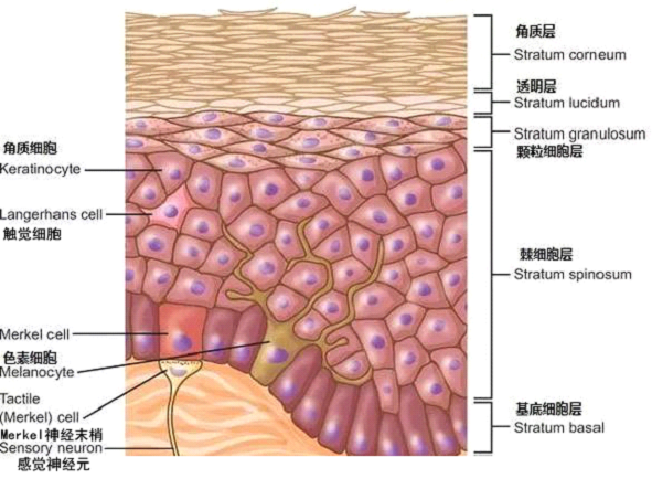 孚美达乳膏是如何淡化皮肤色素的？