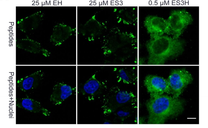 又一篇肿瘤靶向治疗药物开发的SCI论文在国际专业期刊上发表